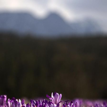 Willa Na Potoku Закопане Экстерьер фото